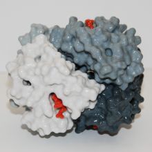 Breathe in! Human oxyhaemoglobin. This glossy model shows the four subunits of haemoglobin. Oxyhaemoglobin model