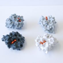 Four subunits of haemoglobin. The two alpha subunits are in white and black; the two beta subunits are in light and medium grey. Four subunits of haemoglobin. The two alpha subunits are in white and black; the two beta subunits are in light and medium grey.