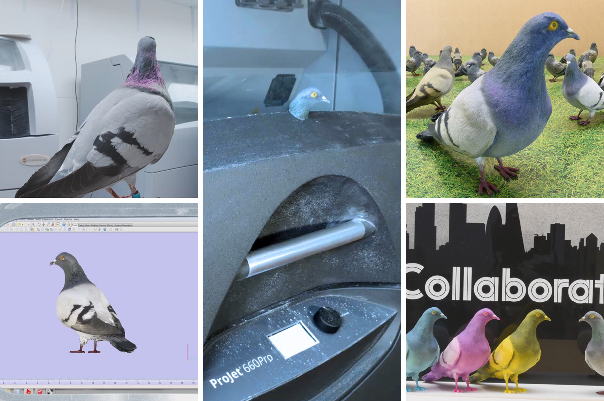 The Pigeon Film 2017